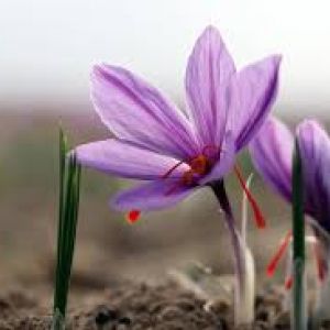 تهیه دسر زعفرانی چیزکیک زعفران